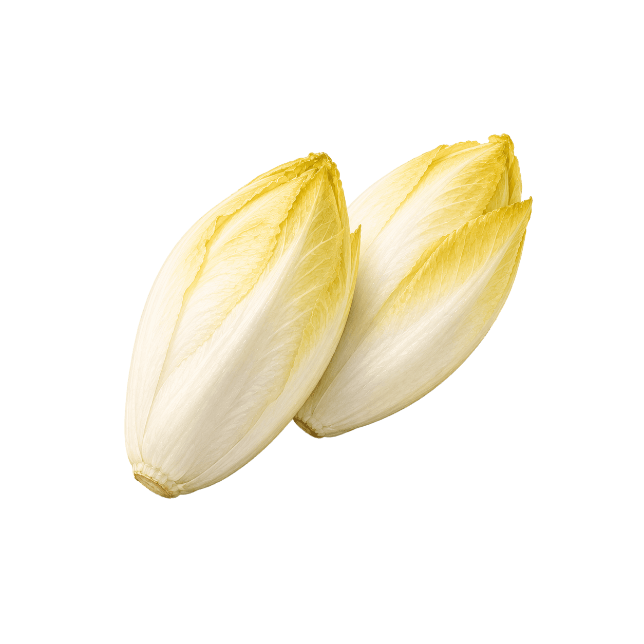 Endive