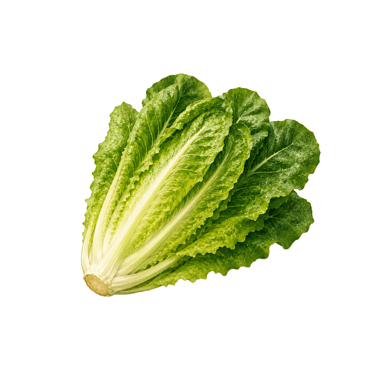 Laitue romaine